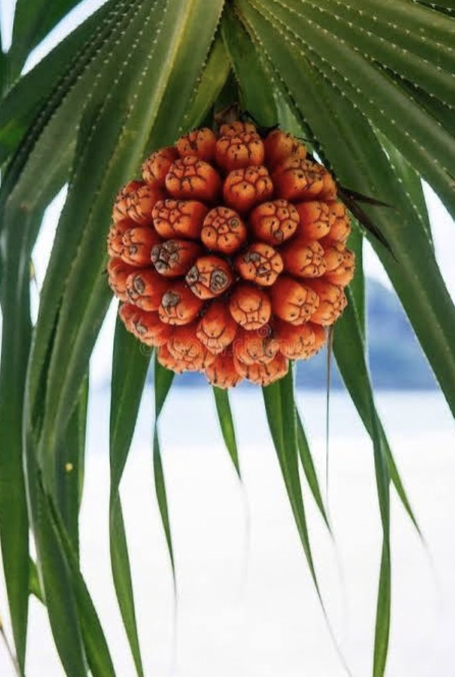A ripe hala fruit hanging among its long leaves